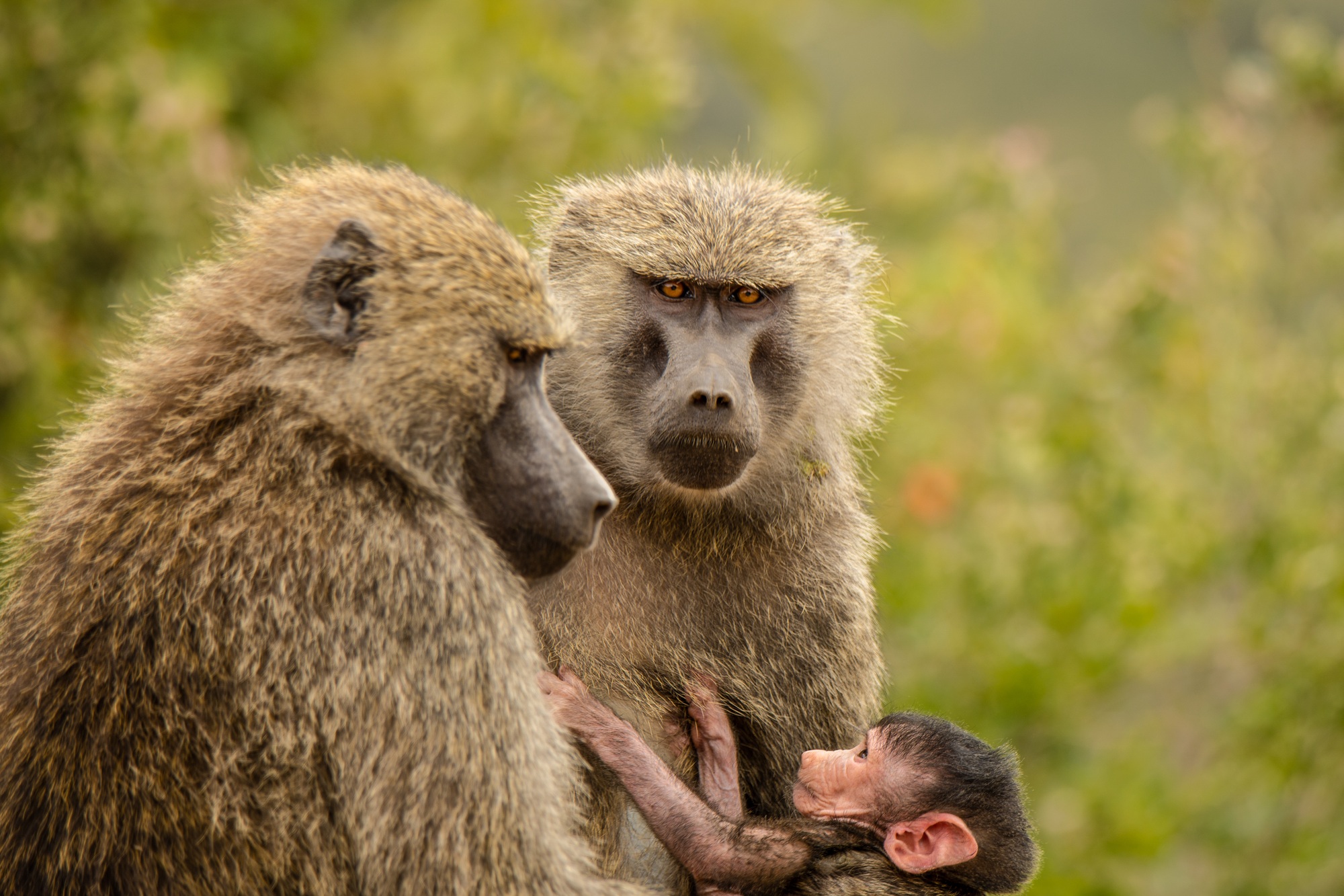 A baboon family