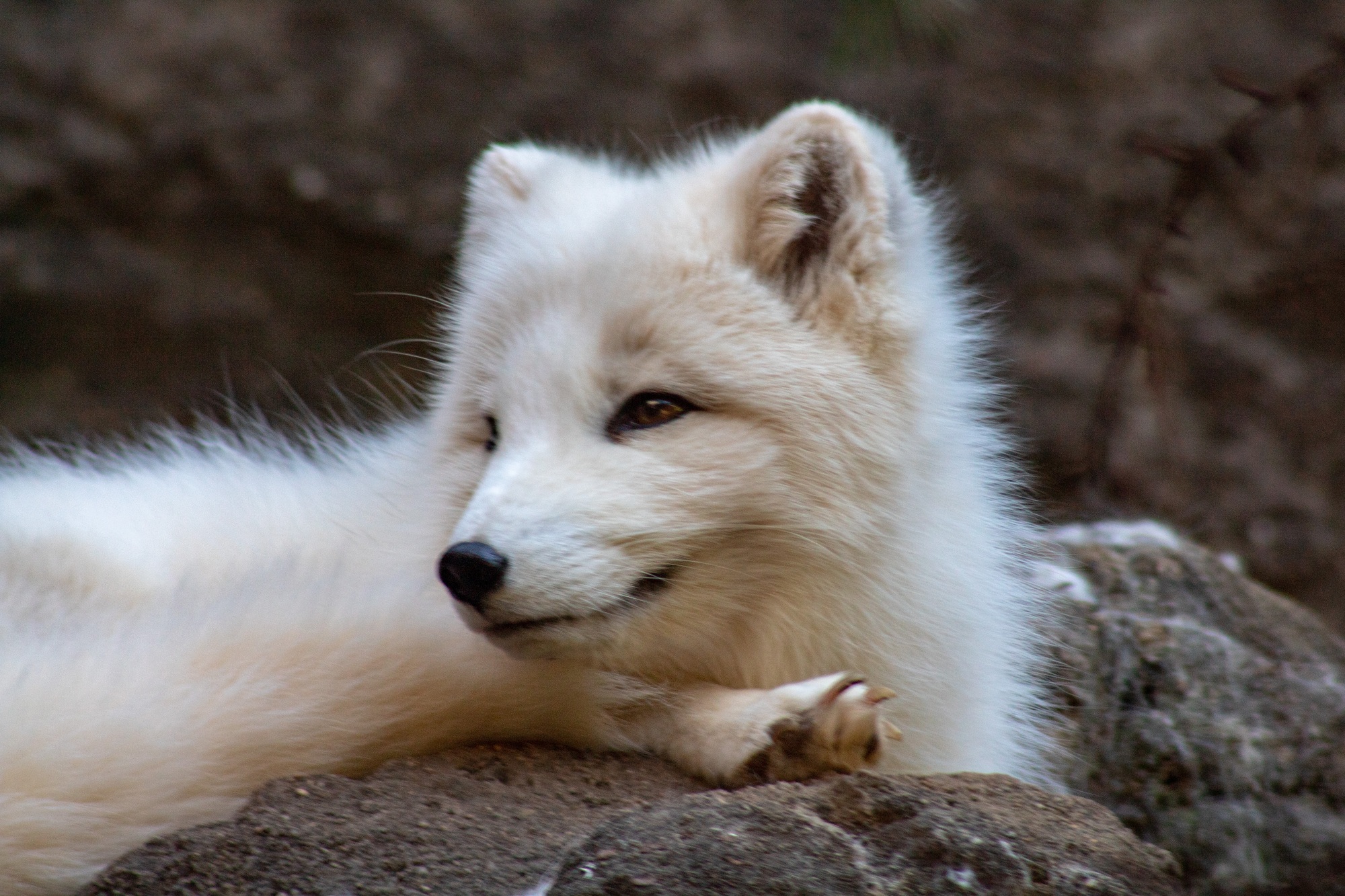 Marble Fox