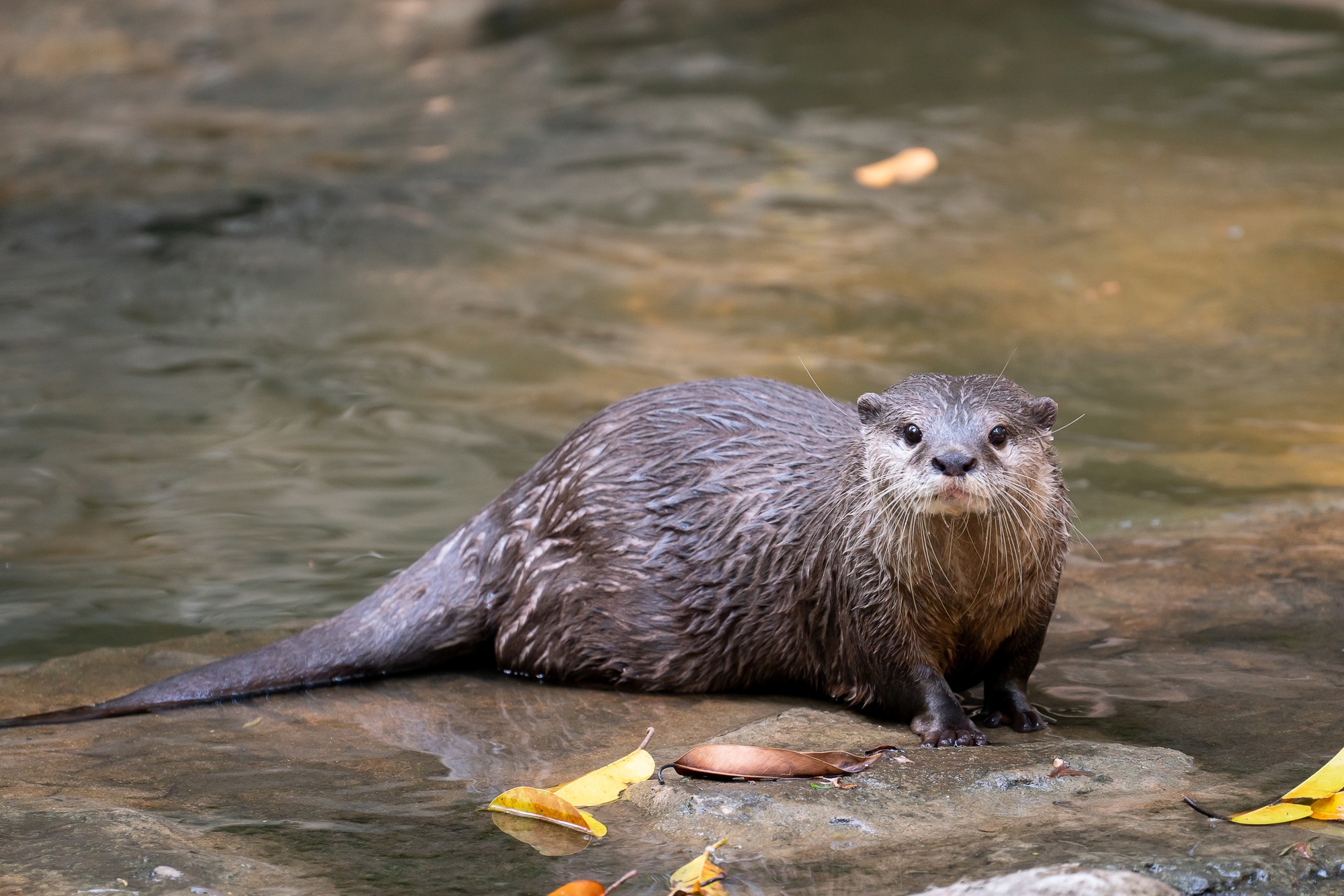 Asian small clawed otter ( Aonyx cinereus ) in river