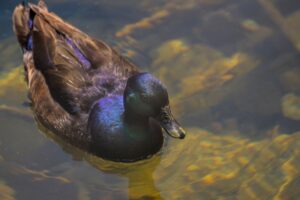 Close-up of a Cayuga duck with iridescent feathers swimming in clear water.