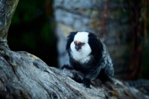 common marmoset (Callithrix jacchus) on a natural environment