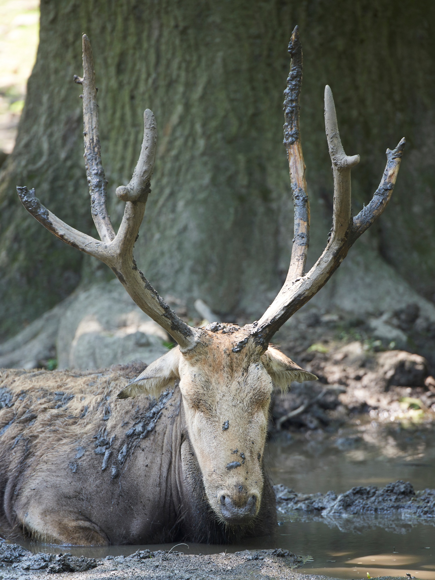 Pere Davids deer (Elaphurus davidianus)