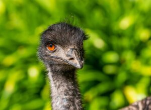 Portrait an Emu