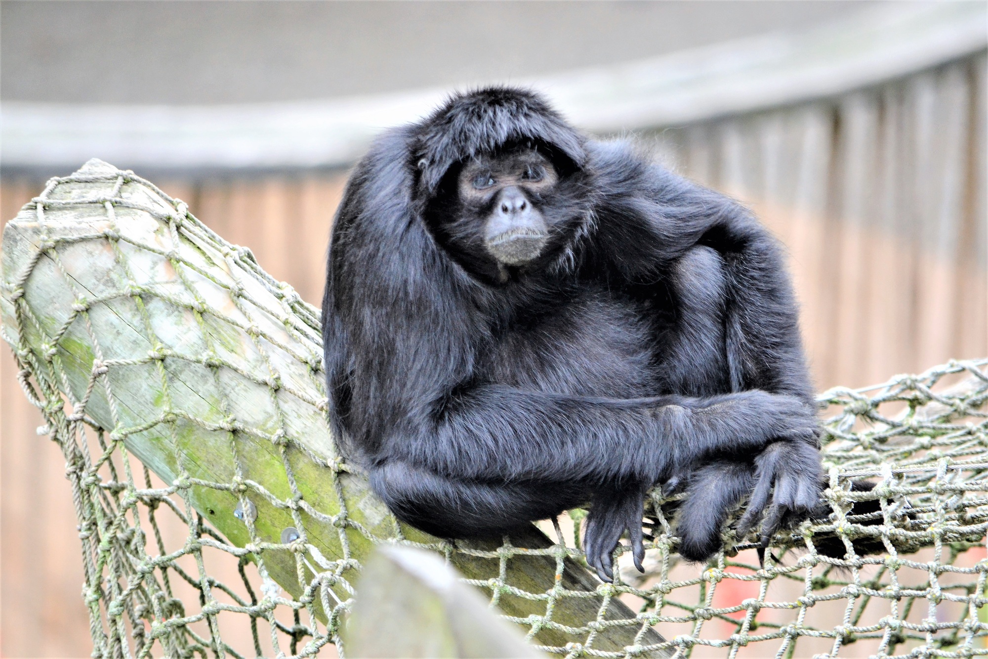 Spider monkey are found in tropical forests of Central and South America, from southern Mexico