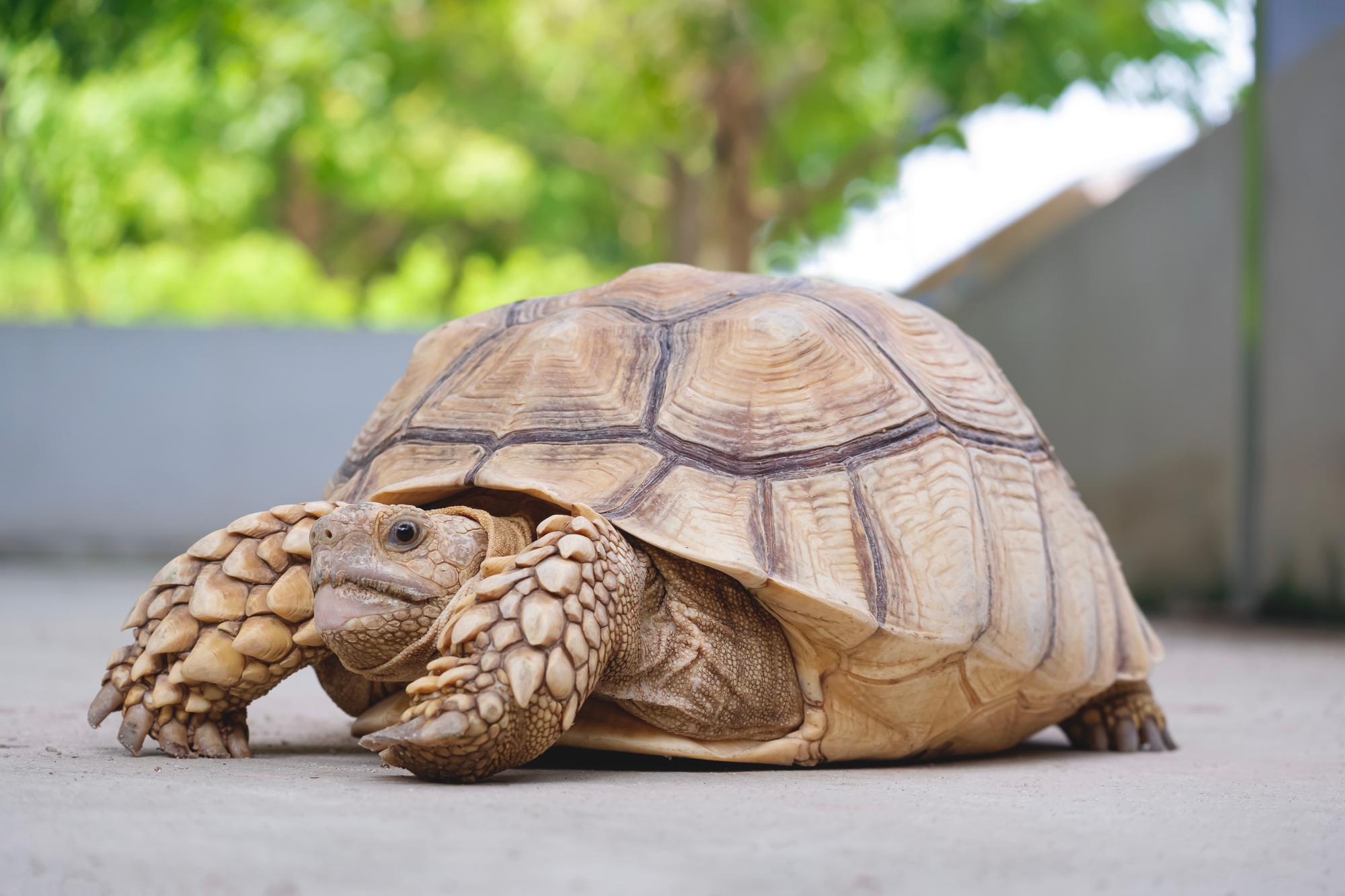 Sulcata Tortoise inside of concrete pond in a farm