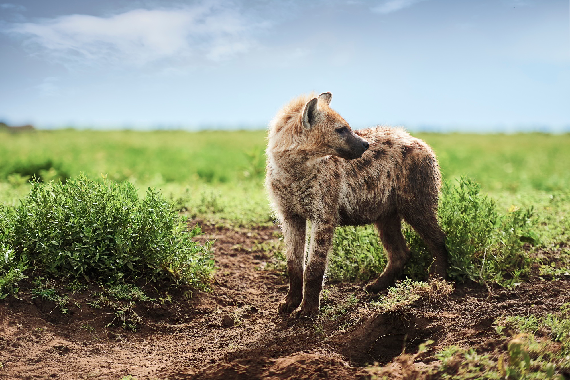 Young spotted hyena on Savannah