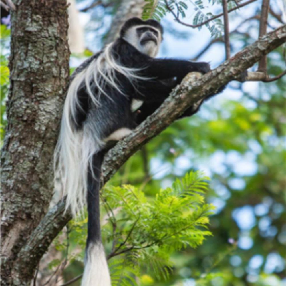 Colobus Monkey at Beavers Bend Safari Park